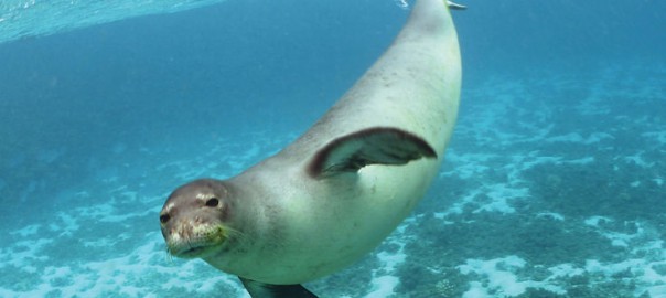 Hawaiian_Monk_Seal_photo_in_water